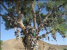 Shoe Tree